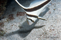 Eques lanceolatus