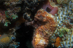Hippocampus reidi