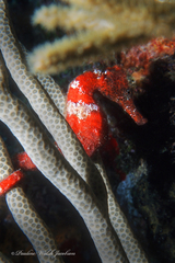 Hippocampus reidi
