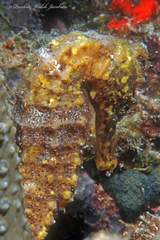 Hippocampus reidi