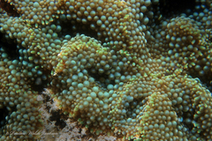 Ricordea florida