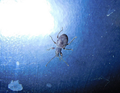 Otiorhynchus rotundus