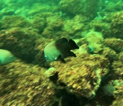 Stegastes acapulcoensis