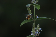 Xylocopa tabaniformis azteca