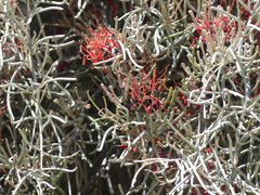 Amyema linophylla