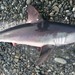 Porbeagle - Photo (c) Clinton Duffy, some rights reserved (CC BY-NC), uploaded by Clinton Duffy