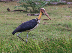 Leptoptilos javanicus