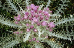 Carduus carlinoides