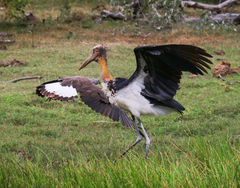 Leptoptilos javanicus