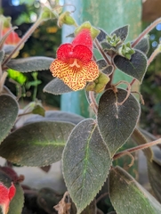 Kohleria amabilis