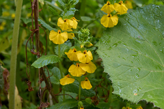 Rhynchocorys elephas