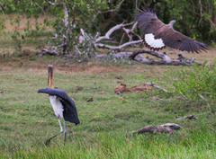 Leptoptilos javanicus