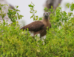 Haliaeetus ichthyaetus