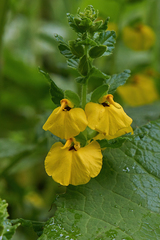 Rhynchocorys elephas