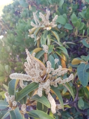 Chrysolepis sempervirens