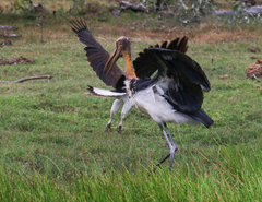 Leptoptilos javanicus