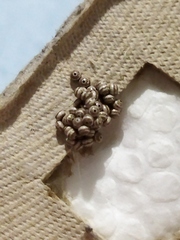 Lasiocampoidea