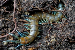 Scolopendra dalmatica