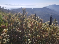 Chrysolepis sempervirens