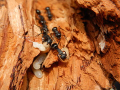 Polyrhachis femorata