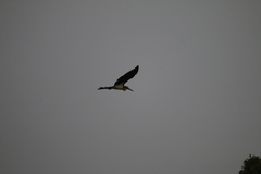 Leptoptilos javanicus