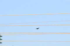 Parabuteo unicinctus