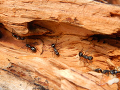 Polyrhachis femorata