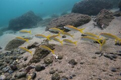 Mulloidichthys dentatus