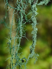 Usnea mutabilis