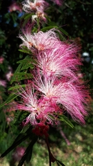 Calliandra selloi
