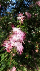 Calliandra selloi
