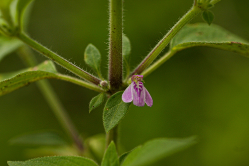 Justicia heterocarpa image