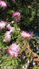Calliandra selloi