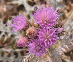Carduus carlinoides