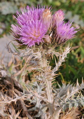 Carduus carlinoides