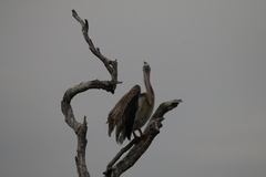 Pelecanus philippensis