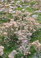 Carduus carlinoides