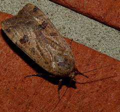 Noctua interposita