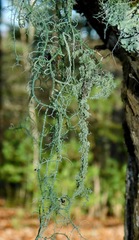 Usnea mutabilis