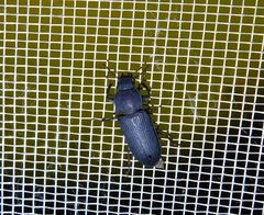 Tenebrio obscurus