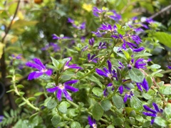 Scaevola aemula