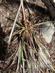 Yucca rupicola