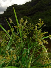Cyperus