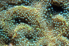 Ricordea florida