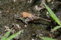 Paratettix cucullatus