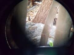 Thryomanes bewickii