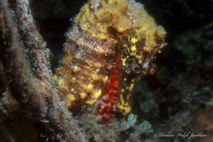 Hippocampus reidi
