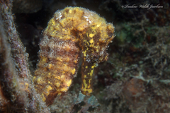 Hippocampus reidi