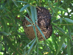 Brachygastra
