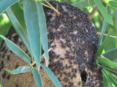Brachygastra